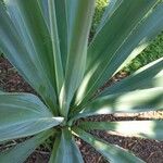 Beschorneria yuccoides 葉
