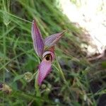 Serapias lingua Flor