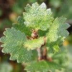 Betula nana Leaf