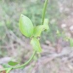 Jasminum malabaricum Ліст