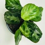 Maranta cristata Hoja