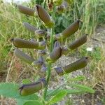 Crotalaria retusa ഫലം