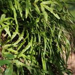 Pteris cretica Habitus