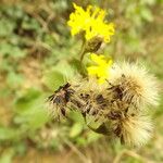 Hieracium virgultorum Frucht