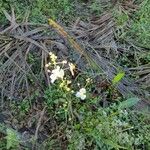 Sagittaria lancifolia Flor