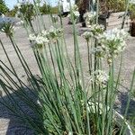 Allium tuberosum Habitus