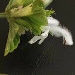 Leucas glabrata 花