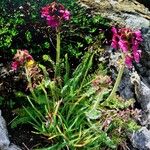 Pedicularis cenisia Flower