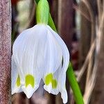 Leucojum vernum Çiçek