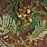 Albizia carbonaria Hostoa