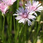 Crepis rubra Kukka