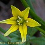 Gagea spathacea Flower