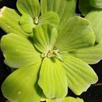 Pistia stratiotesपत्ता