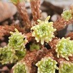 Sedum multicepsLiść