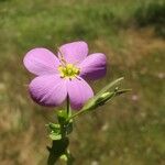 Sabatia campestris Flower