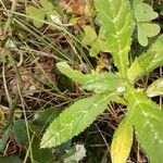 Tyrimnus leucographus Leaf