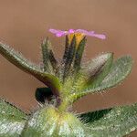 Microsteris gracilis Floare