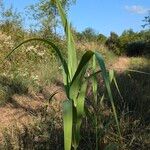 Arundo donaxبرگ