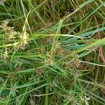 Cyperus fuscus Blad