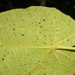 Christiana africana Hoja