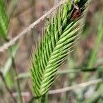 Agropyron cristatum 花