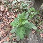 Artemisia princeps Feuille