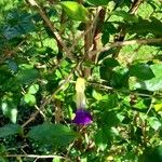 Thunbergia erecta Habit