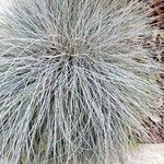 Festuca glauca Vekstform