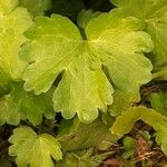 Ranunculus muricatus Leaf