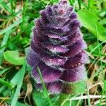 Ajuga pyramidalis Fleur