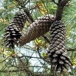 Pinus taeda ഫലം