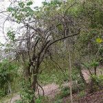 Xylosma ciliatifolium Habit