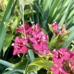 Weigela hortensis 花