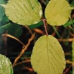 Rubus distractus Likasa