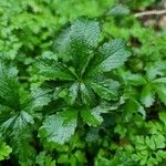 Potentilla reptans Hoja