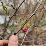 Prunus glandulosa Kvet