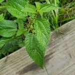 Boehmeria cylindrica Листок