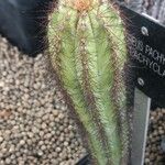 Pilosocereus pachycladus Hostoa