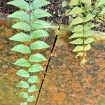 Asplenium salicifolium Leaf