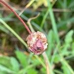 Sanguisorba minor ফল