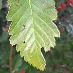 Sorbus mougeotii Levél