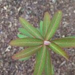 Euphorbia griffithii Hoja