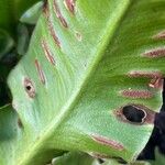 Asplenium scolopendrium Mosusu