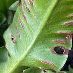 Asplenium scolopendrium ᱮᱴᱟᱜ