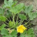 Cucurbita pepo Flower