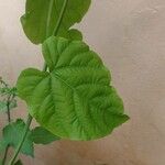 Cissus verticillata Leaf