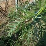 Senecio brasiliensis Hoja