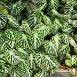 Begonia imperialis Habit