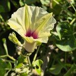 Ipomoea spathulata 花