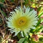 Carpobrotus edulis 花